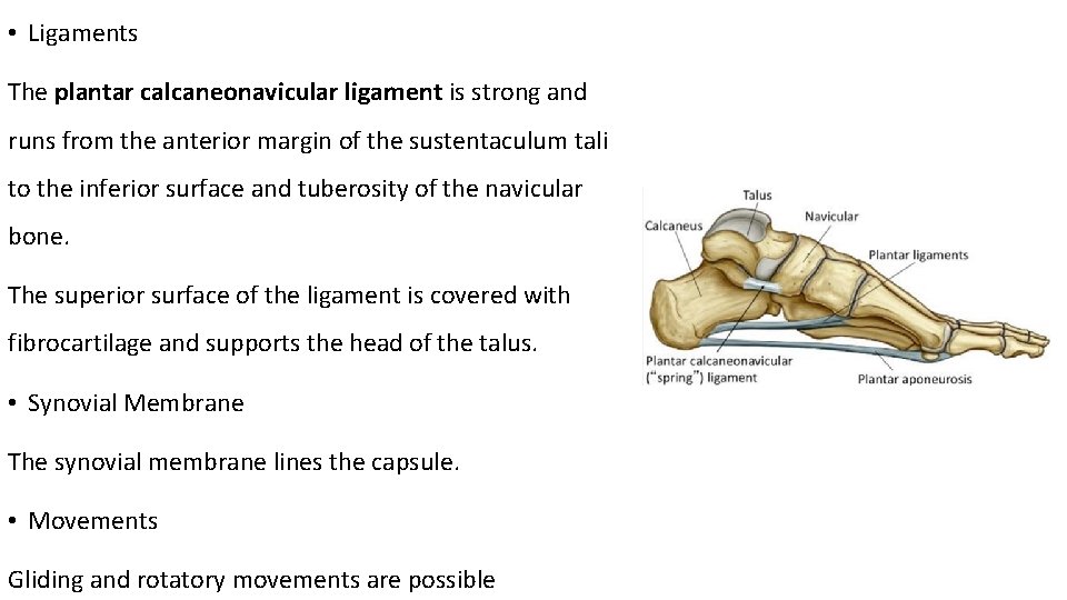  • Ligaments The plantar calcaneonavicular ligament is strong and runs from the anterior