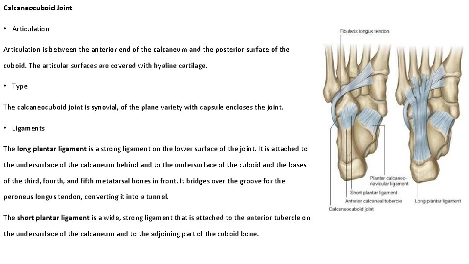 Calcaneocuboid Joint • Articulation is between the anterior end of the calcaneum and the