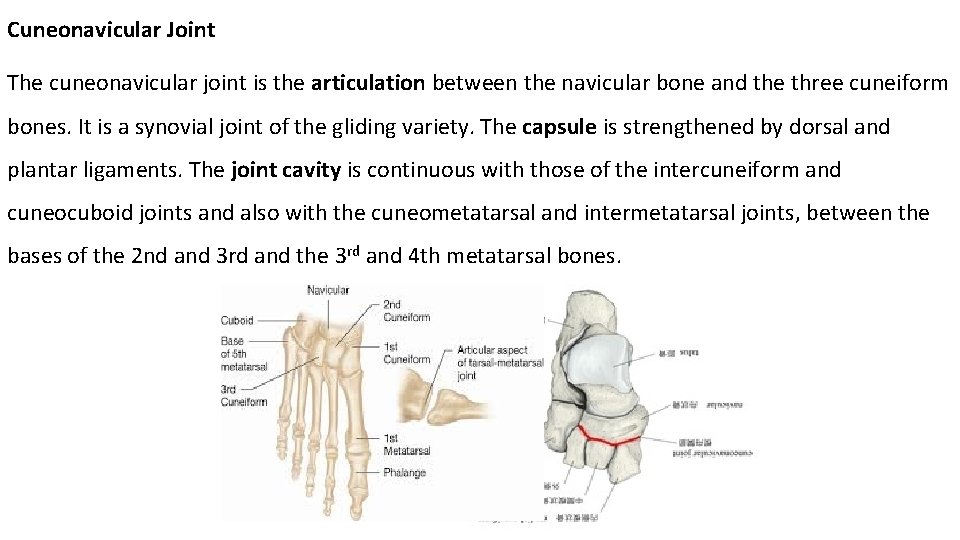 Cuneonavicular Joint The cuneonavicular joint is the articulation between the navicular bone and the
