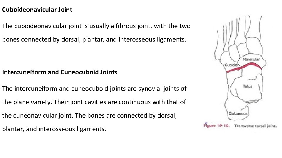 Cuboideonavicular Joint The cuboideonavicular joint is usually a fibrous joint, with the two bones