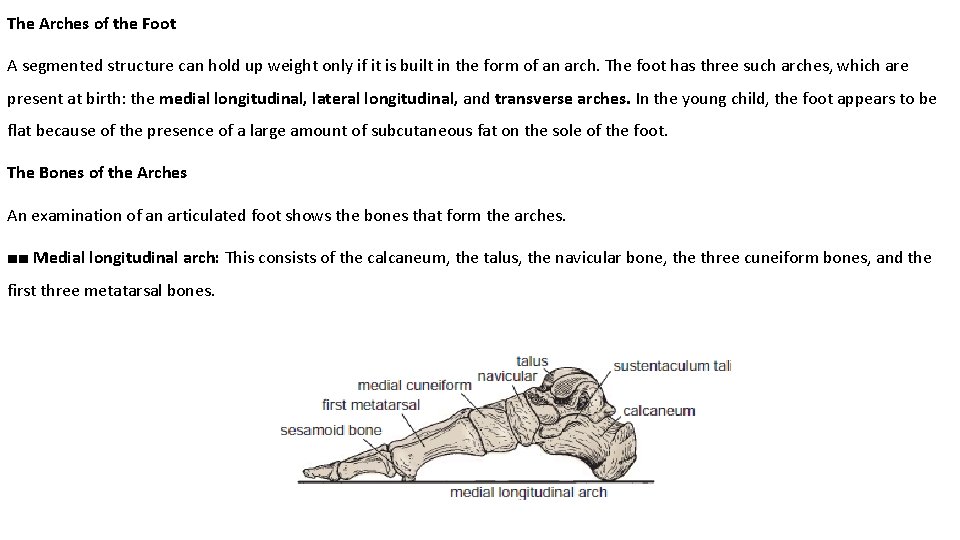 The Arches of the Foot A segmented structure can hold up weight only if