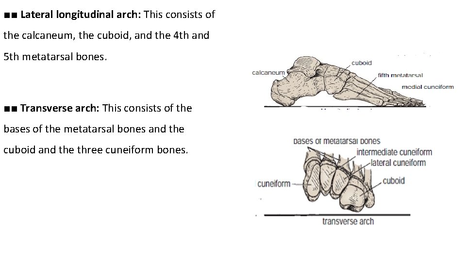 ■■ Lateral longitudinal arch: This consists of the calcaneum, the cuboid, and the 4