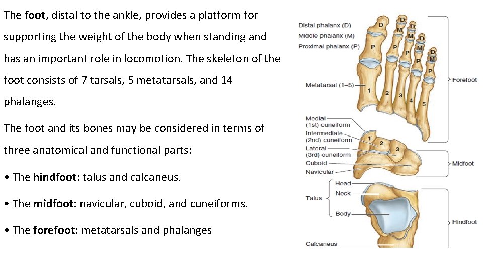 The foot, distal to the ankle, provides a platform for supporting the weight of