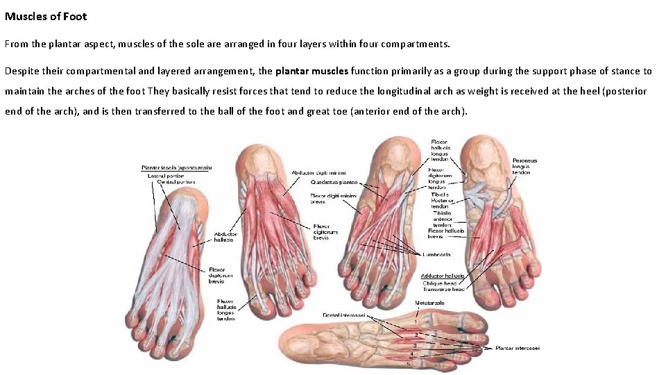 Muscles of Foot From the plantar aspect, muscles of the sole arranged in four