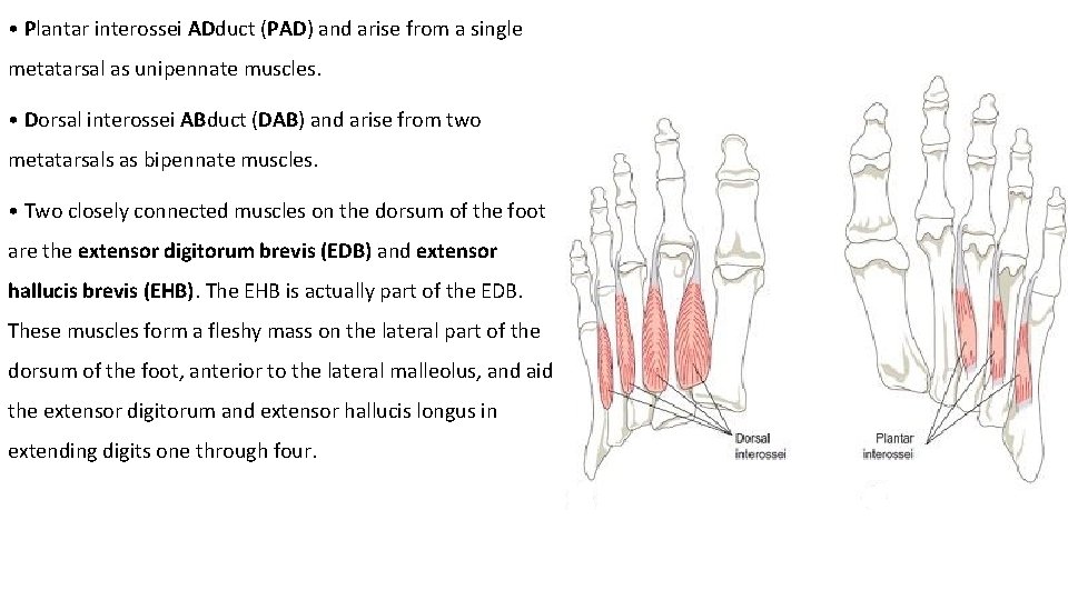  • Plantar interossei ADduct (PAD) and arise from a single metatarsal as unipennate