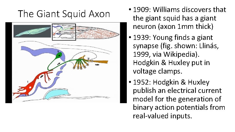 The Giant Squid Axon • 1909: Williams discovers that the giant squid has a The Giant Squid Axon • 1909: Williams discovers that the giant squid has a