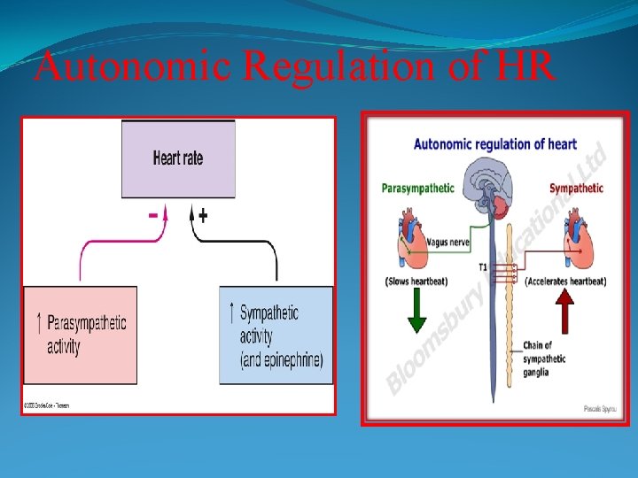 Autonomic Regulation of HR 