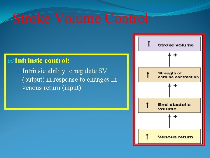 Stroke Volume Control Intrinsic control: Intrinsic ability to regulate SV (output) in response to