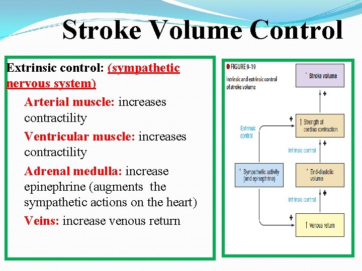 Stroke Volume Control Extrinsic control: (sympathetic nervous system) Arterial muscle: increases contractility Ventricular muscle:
