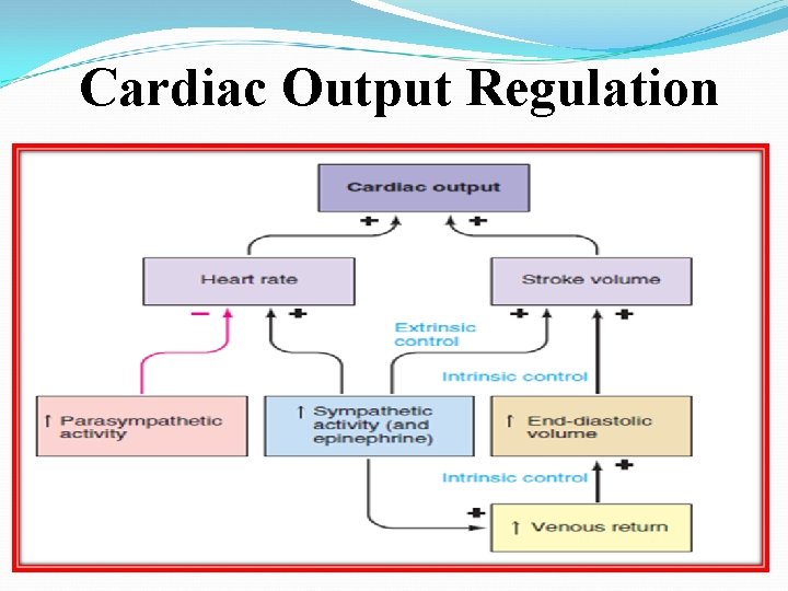 Cardiac Output Regulation 