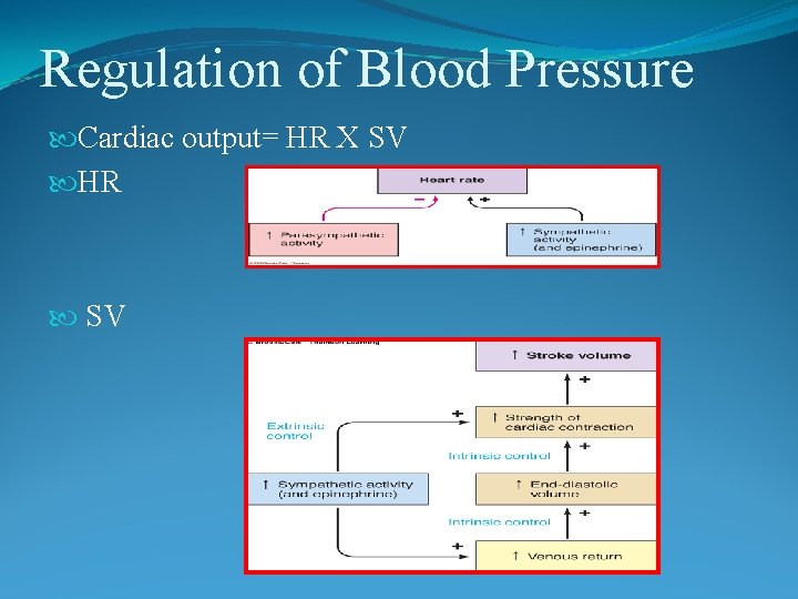 Regulation of Blood Pressure Cardiac output= HR X SV HR SV 