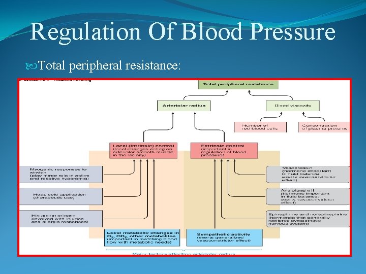 Regulation Of Blood Pressure Total peripheral resistance: 
