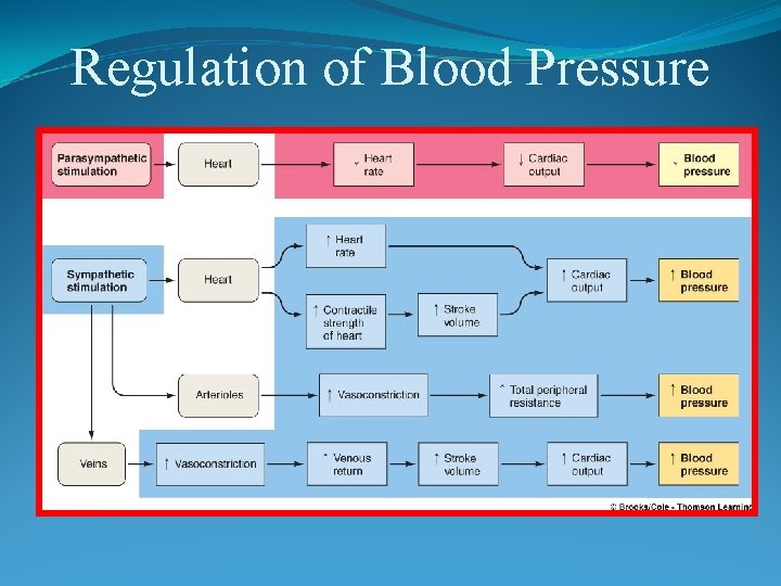 Regulation of Blood Pressure 