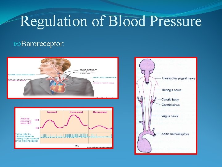 Regulation of Blood Pressure Baroreceptor: 