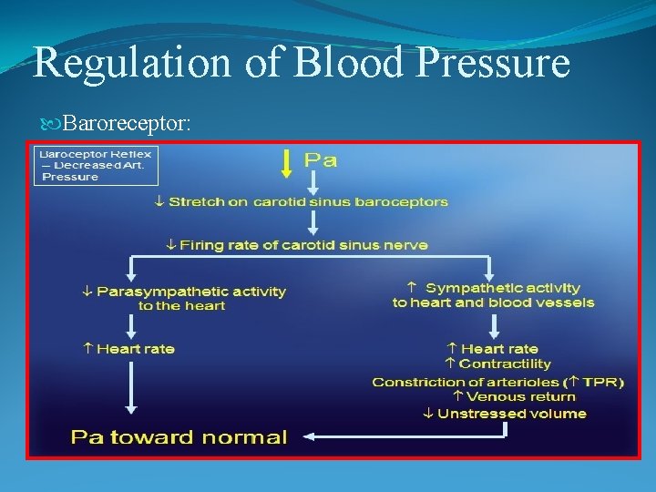 Regulation of Blood Pressure Baroreceptor: 