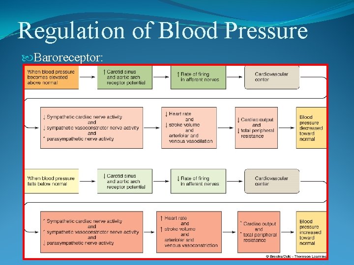 Regulation of Blood Pressure Baroreceptor: 