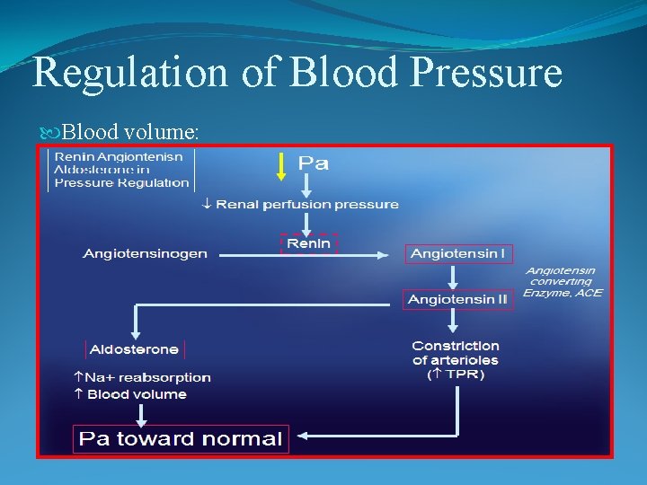 Regulation of Blood Pressure Blood volume: 