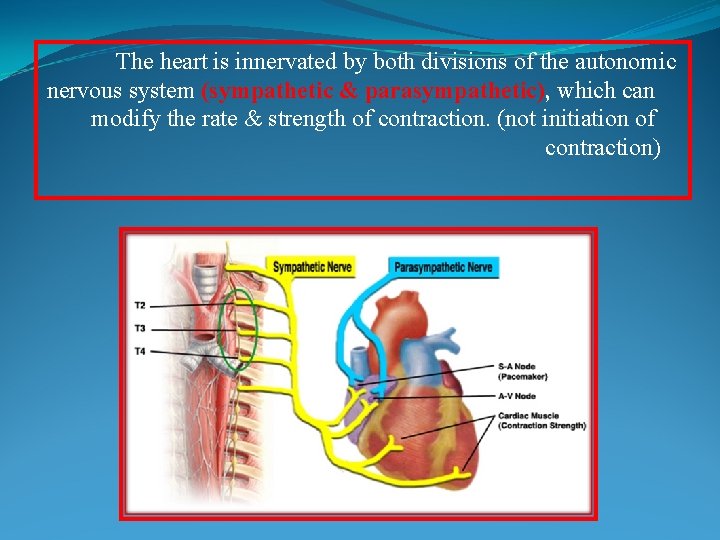 The heart is innervated by both divisions of the autonomic nervous system (sympathetic &