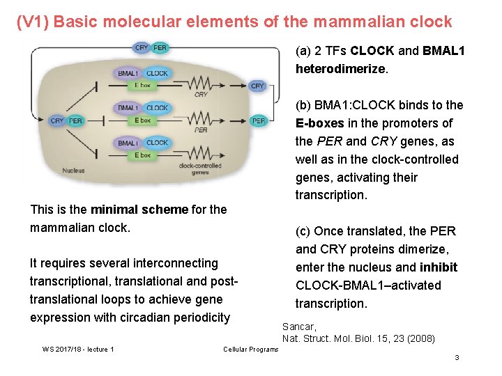 V 4 Circadian rhythms summary 1 Look at