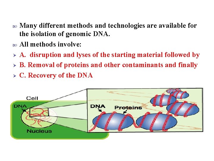 Many different methods and technologies are available for the isolation of genomic DNA. All