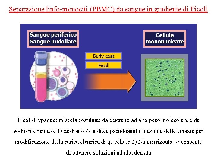Separazione linfo-monociti (PBMC) da sangue in gradiente di Ficoll-Hypaque: miscela costituita da destrano ad
