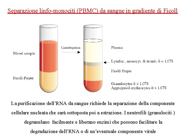Separazione linfo-monociti (PBMC) da sangue in gradiente di Ficoll La purificazione dell’RNA da sangue
