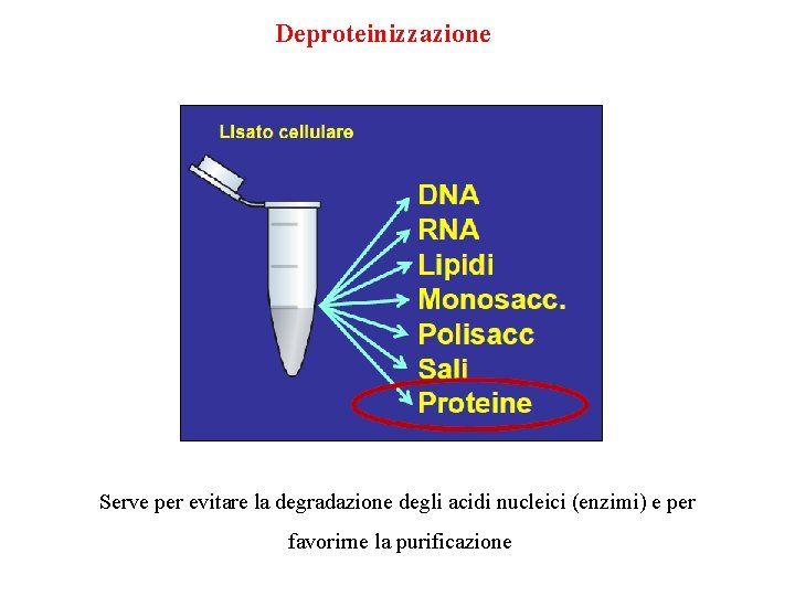 Deproteinizzazione Serve per evitare la degradazione degli acidi nucleici (enzimi) e per favorirne la