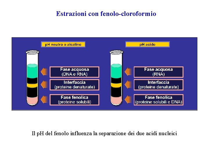 Estrazioni con fenolo-cloroformio Il p. H del fenolo influenza la separazione dei due acidi