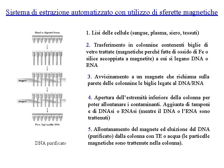 Sistema di estrazione automatizzato con utilizzo di sferette magnetiche 1. Lisi delle cellule (sangue,