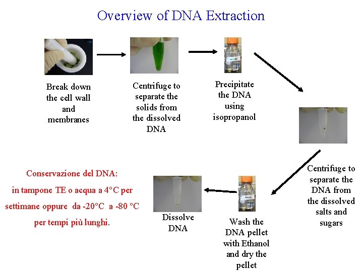 Overview of DNA Extraction Break down the cell wall and membranes Centrifuge to separate