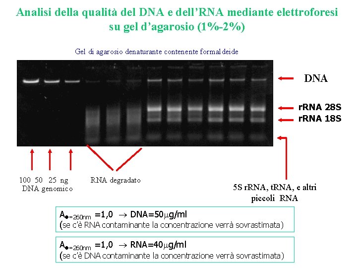 Analisi della qualità del DNA e dell’RNA mediante elettroforesi su gel d’agarosio (1%-2%) Gel