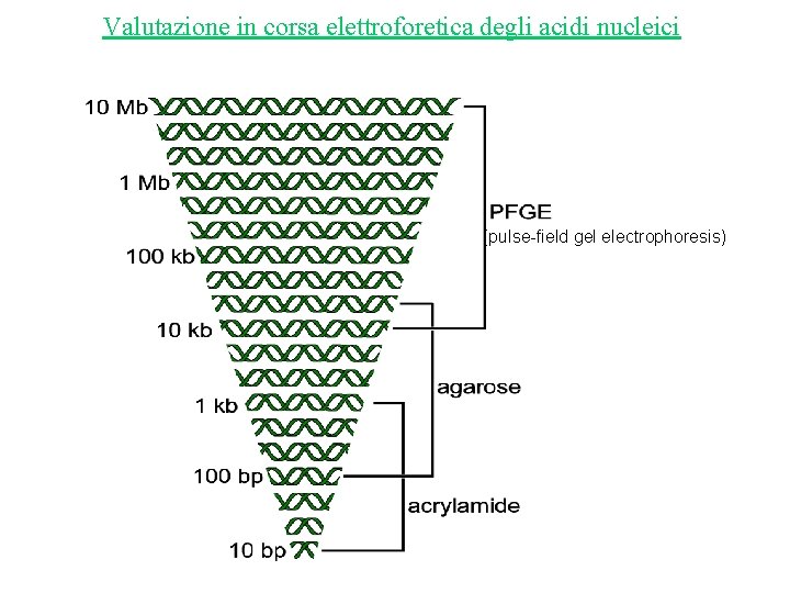 Valutazione in corsa elettroforetica degli acidi nucleici (pulse-field gel electrophoresis) 