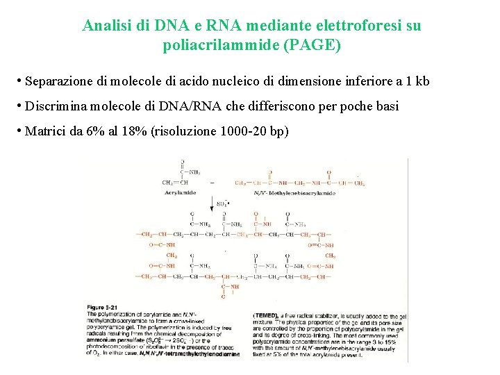 Analisi di DNA e RNA mediante elettroforesi su poliacrilammide (PAGE) • Separazione di molecole