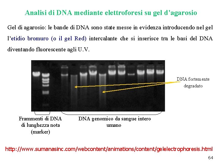 Analisi di DNA mediante elettroforesi su gel d’agarosio Gel di agarosio: le bande di