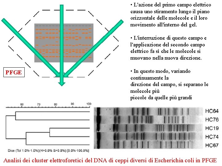  • L'azione del primo campo elettrico causa uno stiramento lungo il piano orizzontale