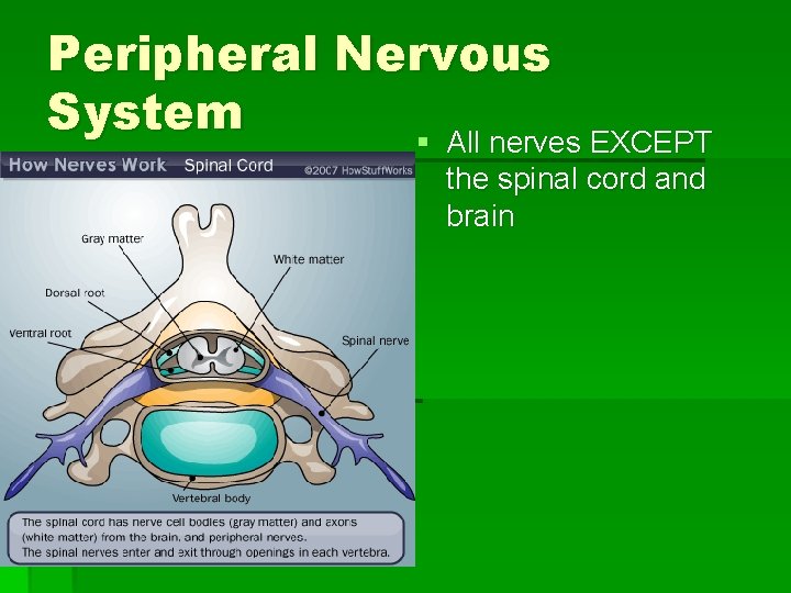 Peripheral Nervous System § All nerves EXCEPT the spinal cord and brain 