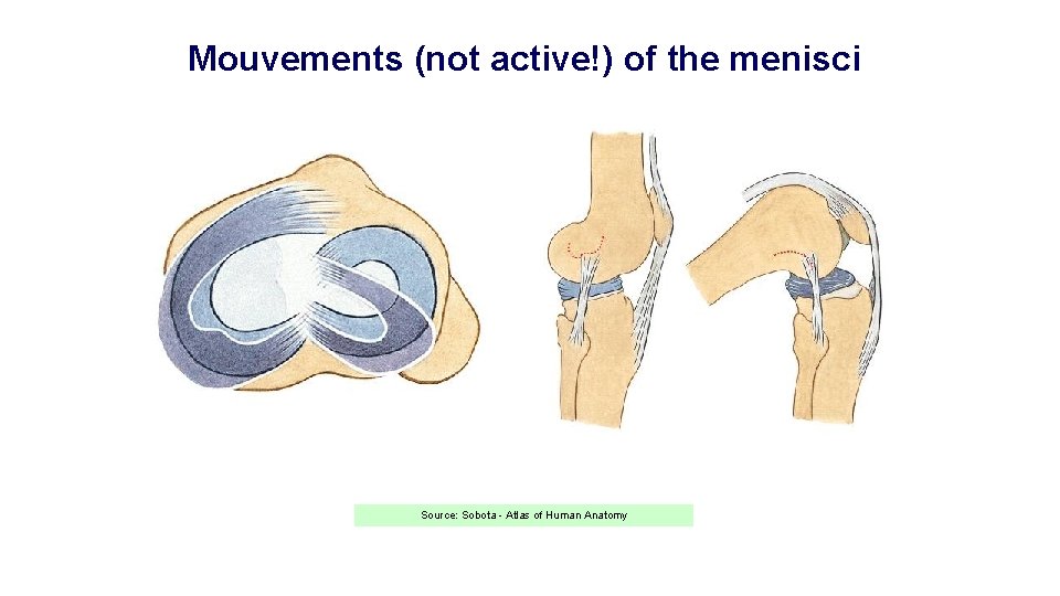 Mouvements (not active!) of the menisci Source: Sobota - Atlas of Human Anatomy 