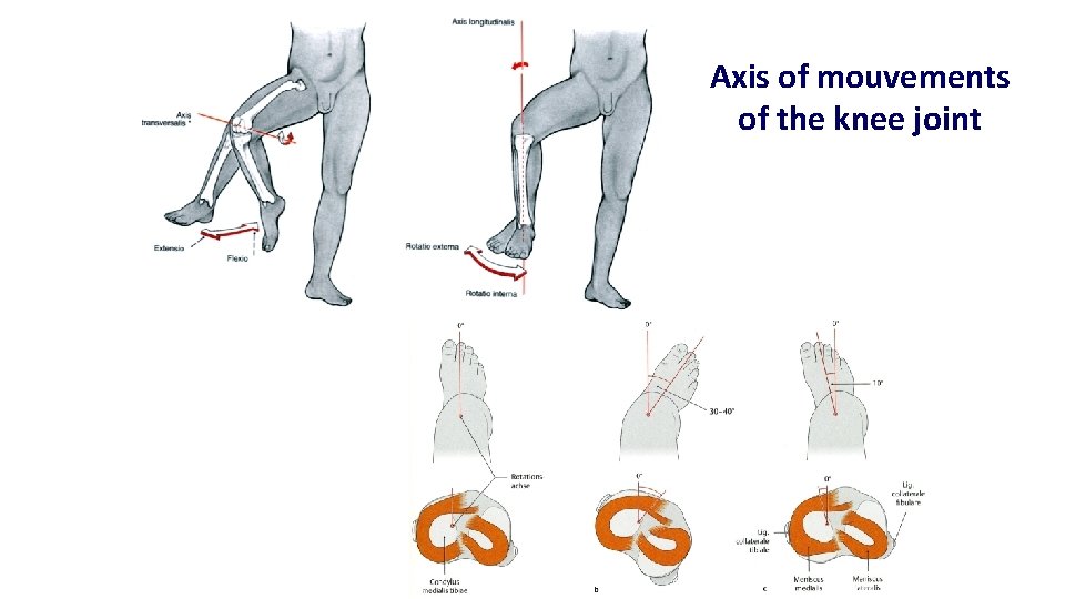 Axis of mouvements of the knee joint 