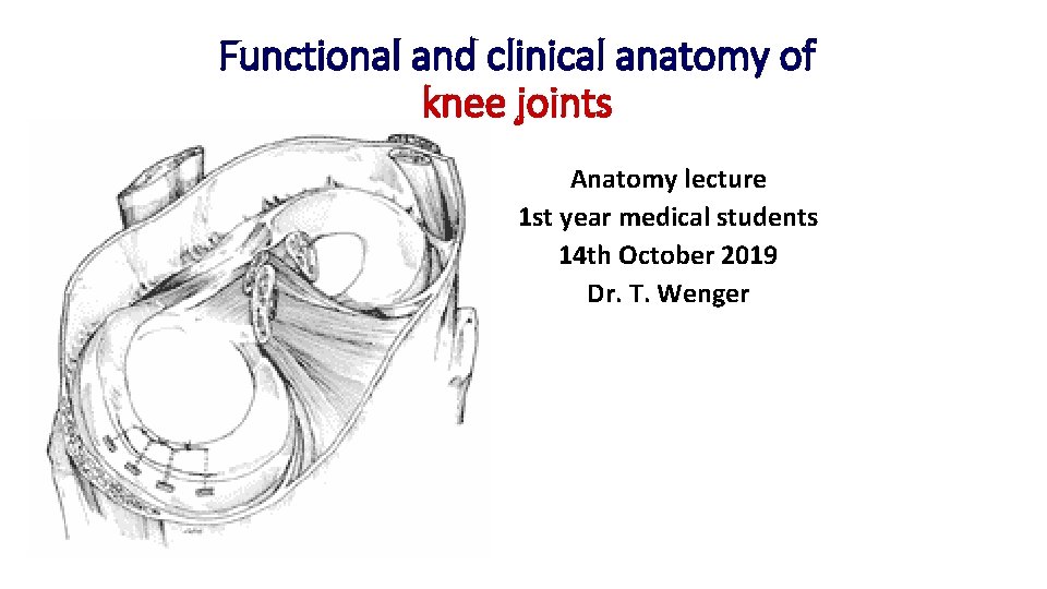 Functional and clinical anatomy of knee joints Anatomy lecture 1 st year medical students