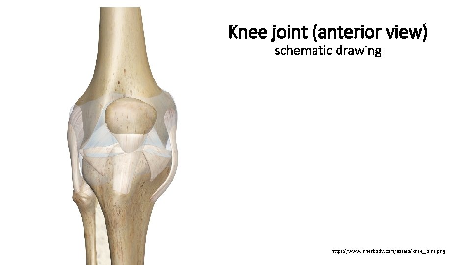 Knee joint (anterior view) schematic drawing https: //www. innerbody. com/assets/knee_joint. png 