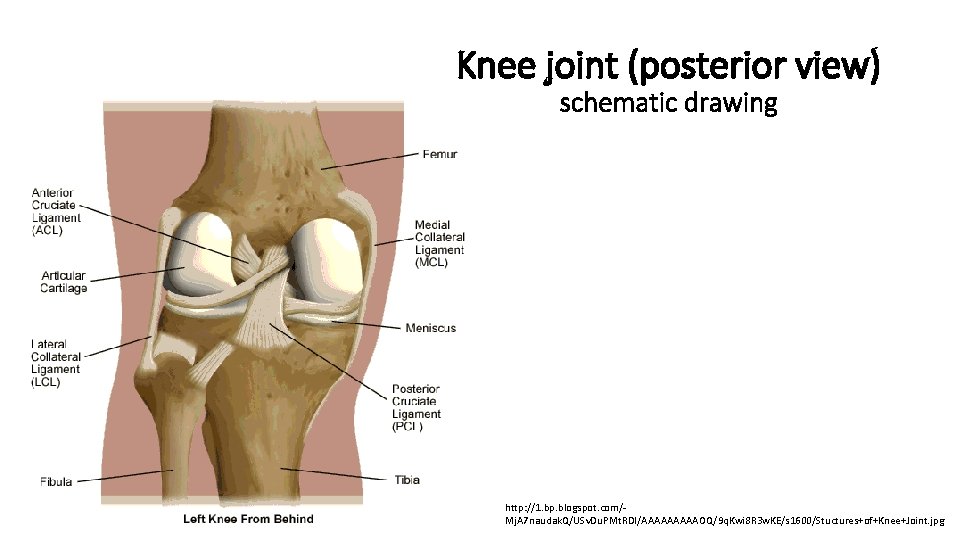 Knee joint (posterior view) schematic drawing http: //1. bp. blogspot. com/Mj. A 7 naudak.