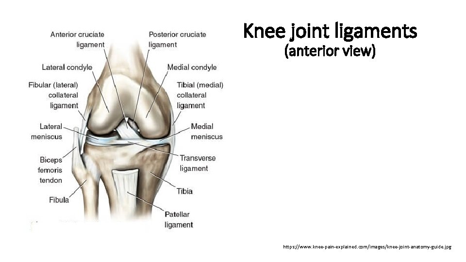 Knee joint ligaments (anterior view) https: //www. knee-pain-explained. com/images/knee-joint-anatomy-guide. jpg 