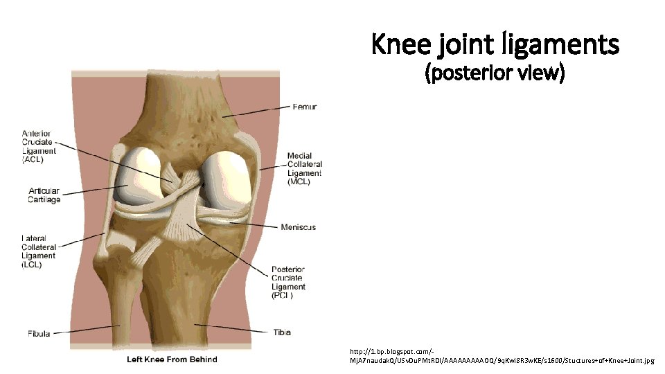 Knee joint ligaments (posterior view) http: //1. bp. blogspot. com/Mj. A 7 naudak. Q/USv.