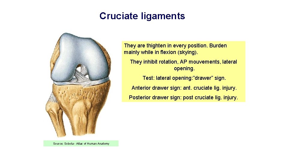 Cruciate ligaments They are thighten in every position. Burden mainly while in flexion (skying).