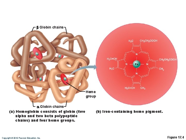 b Globin chains Heme group a Globin chains (a) Hemoglobin consists of globin (two