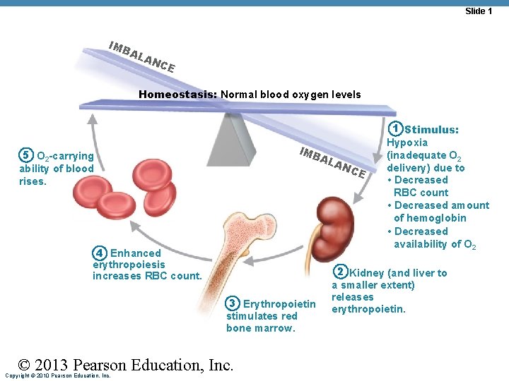 Slide 1 IMB AL AN CE Homeostasis: Normal blood oxygen levels IMB 5 O