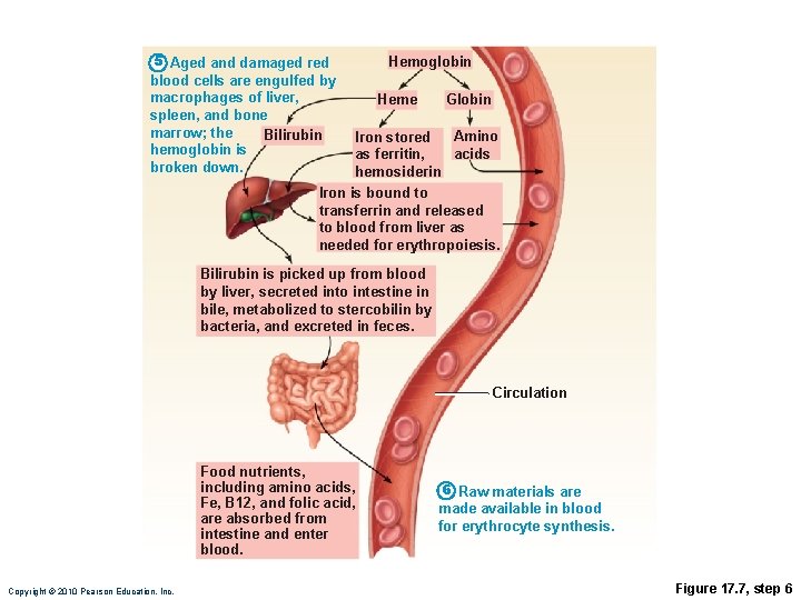 5 Aged and damaged red blood cells are engulfed by macrophages of liver, spleen,