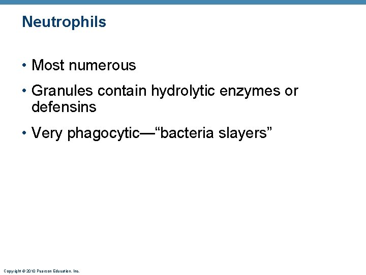 Neutrophils • Most numerous • Granules contain hydrolytic enzymes or defensins • Very phagocytic—“bacteria