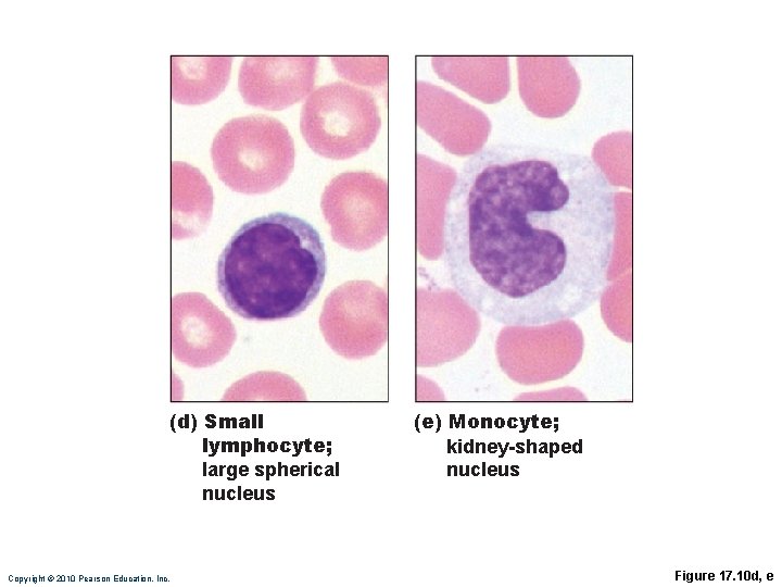 (d) Small lymphocyte; large spherical nucleus Copyright © 2010 Pearson Education, Inc. (e) Monocyte;