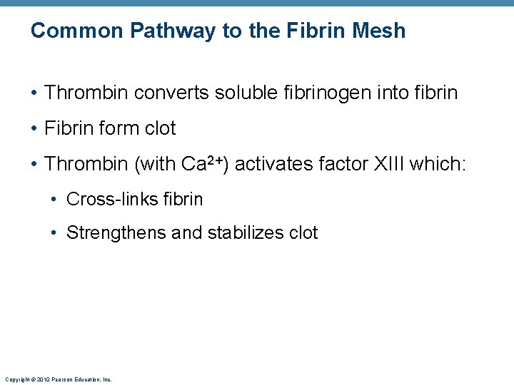 Common Pathway to the Fibrin Mesh • Thrombin converts soluble fibrinogen into fibrin •